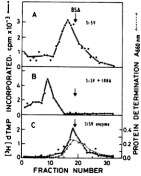 FIG. 7.scritaseand Interaction between SiSV reverse tran- and tRNA. Conditions for binding reactionsglycerolgradient centriAgation are described in