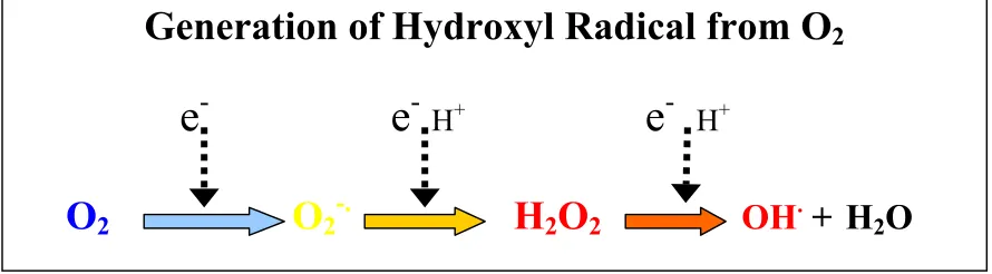 Figure 1  Step-wise generation of Hydroxyl Radical from Oxygen.