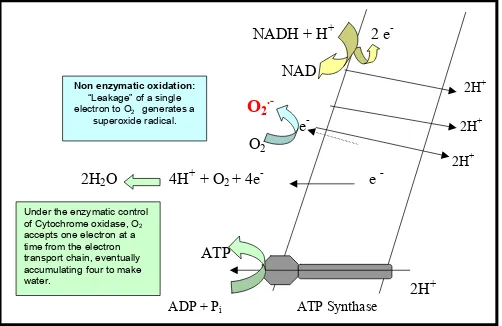 Figure 2. Generation of Superoxide from Electron Transport Chain.