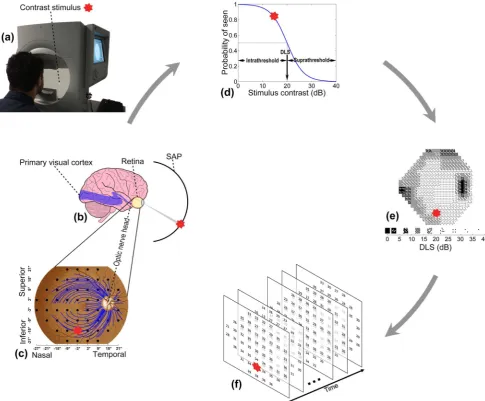 Figure 1. Visual field measured by standard automated perimetry (SAP). (a) Contrast stimulus from SAP is projected on different locationsof retina