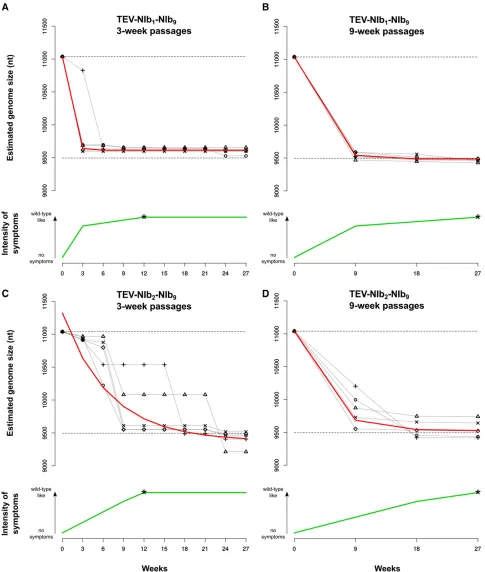 Figure 5 Symptomatology and genome size over time of genotypes with a duplication oflines represent the genome size of the ancestral viruses, and the lower dashed lines represent the genome size of the wild-type virus