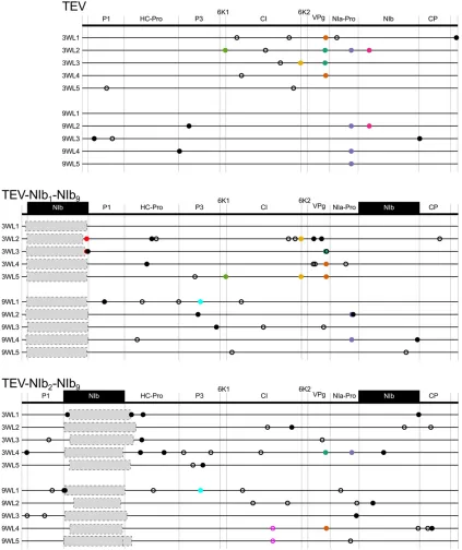 Figure 6 Genomes of the evolved lineages with a duplication ofNIbnonsynonymous and synonymous substitutions, respectively