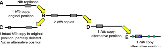 Figure 2 Plausible evolutionary trajectory for reorder-ing of an essential gene in a potyvirus genome