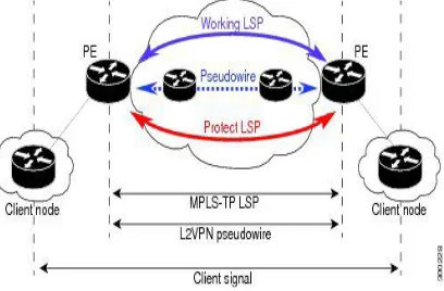 Figure 1: MPLS Transport Profile Tunnel 