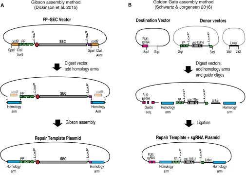 Figure 5 (A) Gibson assembly-based strategy (Dickinsonarms and the sgRNA sequence are assembled, along with pre-existing tag and selectable marker building blocks, into a destination vector