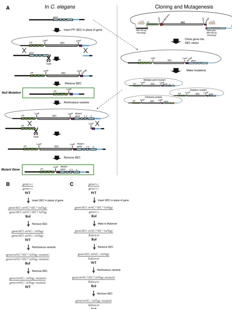 Figure 7 A general strategy for structureas desired) can be introduced using the same homology arms and sgRNA for the second HDR step