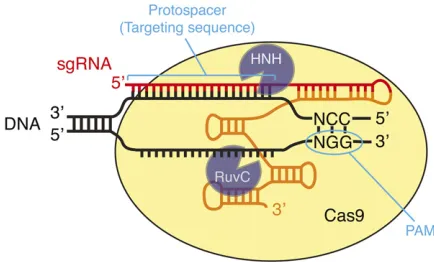 Figure 1 DNA recognition by the Cas9by base pairing of the sgRNA cofactor to the substrate DNA