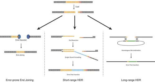 Figure 2 DNA repair approaches for CRISPR-based genome engineering. DNA double-strand breaks introduced by Cas9 can be repaired via three(see text)