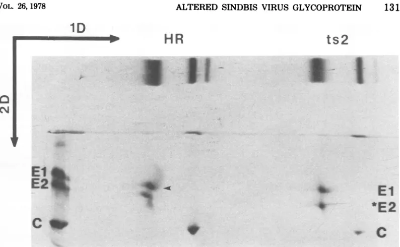 FIG. 5.Thelabeledviralphoresis Autoradiogram of a two-dimensional SDS-polyacrylamide gel electropherogram containing 'S- virion proteins