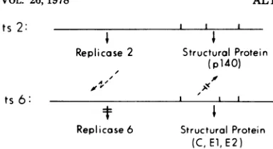 FIG. 8.correctts2The Model for nonreciprocal complementation. ts2 virus supplies polymerase complex for both and ts6 26S RNA production, but ts6 cannot the ts2 defect in cleavage.