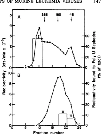 FIG. 3.gradientsgradientRNAmentationPoly(A)-terminateddients,II,intotext)beledoflulartoadex.Cerenkovwas yield 0.4 and Velocity sedimentation profiles on sucrose of untreated and alkali-degraded 32P-la- heat-denatured SP-N RNA
