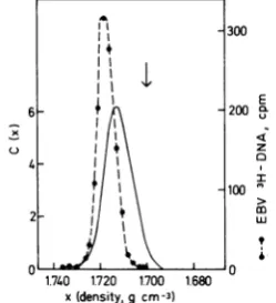 FIG. 1.dashedtegratedugationdatawithhg/cm3.ceUexperiment.expectedviral-cellulardensity,PHIDNA,raku at Estimate of the density distribution of in- EBV DNA in a neutral CsCl gradient