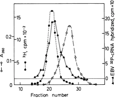 Fig. 1. These data indicate that the viral DNAsequences in AW-Ramos are present in inte-grated form