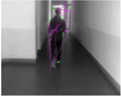 Fig 3.1:  A pedestrian is coming closer to the camera in which  direction of motion vectors (pink lines) are pointing forward 