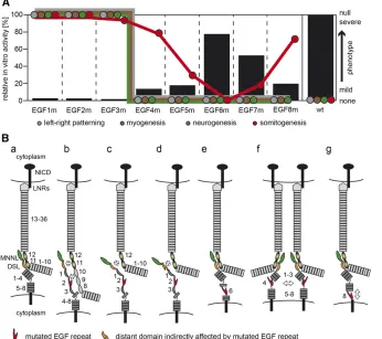 Figure 5 Schematic summary of results andfor EGF2) might affect the structure of neighboring domains and interaction with Notch