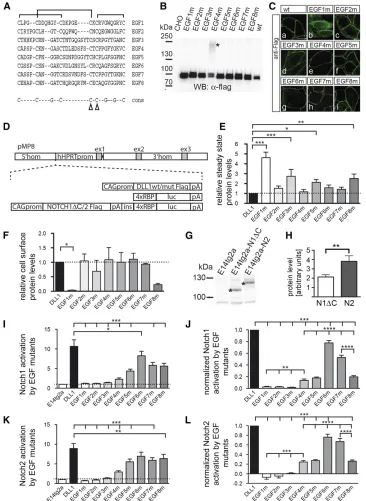 Figure 1 Analyses of EGF repeat mu-assays. Values of EGF3m, -5m, and -8m were normalized to protein expression levels relative to DLL1 wild type (coculture assays
