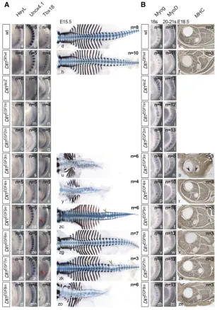Figure 4A, i, k, m), resembling Dll1 knockout embryos (Fig-