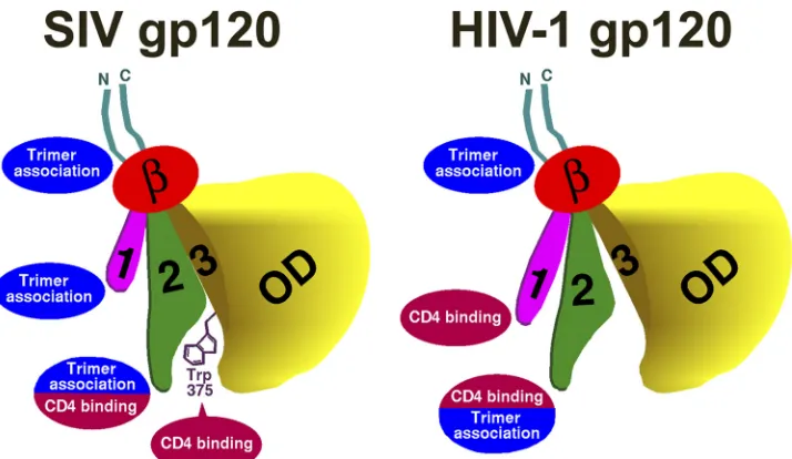 FIG 8 Effect of sCD4 on infection of CD4� CCR5� and CD4�CCR5� cells. The amounts of recombinant luciferase-expressing HIV-1 pseudotyped with the wtand mutant SIVmac239 envelope glycoproteins were normalized according to reverse transcriptase