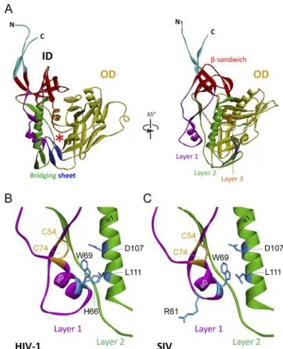 FIG 1 Structure of the inner domain of HIV-1 gp120 and modeled SIV gp120core with N/C termini in the CD4-bound state (tive of CD4 (left panel) and from the approximate perspective of the envelopeglycoprotein trimer axis (right panel)