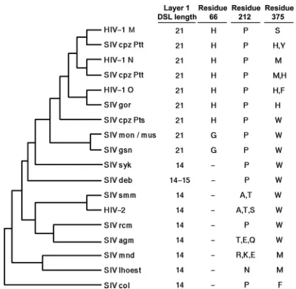 FIG 2 Alignment of HIV-1 and SIVmac239 gp120 regions. The primary amino acid sequences of speciﬁc regions of HIV-1 (accession numberresidues that are conserved are connected by a dotted vertical line
