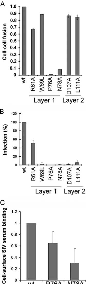 FIG 7 Functionality of SIVmac239 gp120 envelope glycoprotein variants. (A)Cell-cell fusion ability was assessed by coincubation of 293T cells expressingthe envelope glycoprotein variants with the reporter TZM-bl cells for 6 h at37°C