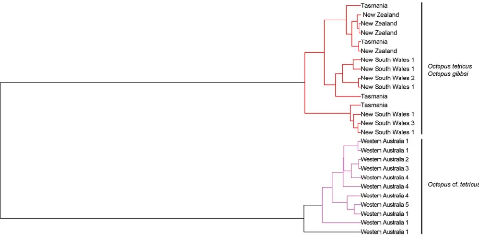Figure 3. Generalised Mixed Yule Coalescent (GMYC) Bayesian topology depicting the phylogenetic relationships of Octopustetricusconcatenated partial mitochondrial genes (Zealand (red) and Western Australia (purple and black)