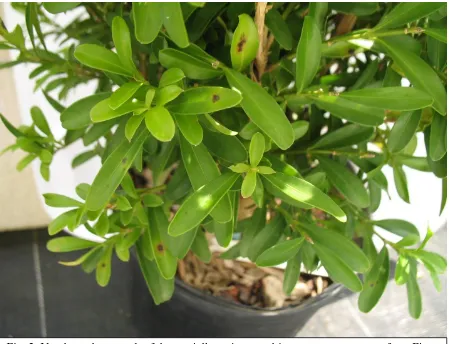 Fig. 2. Up close photograph of the partially resistant cultivar,  Buxus harlandii, from Fig