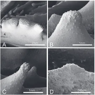 Fig. 7. SEM of Parascolymia vitiensis (UNIMIB PFB151): A) top view of a S1 showing its thickness and clumped teeth; B) side view of an S2 septum tooth; C) side view of an S2 septum tooth, note the difference in shape of the tooth tip com-pared to B; D) side view of an S5 septum tooth.