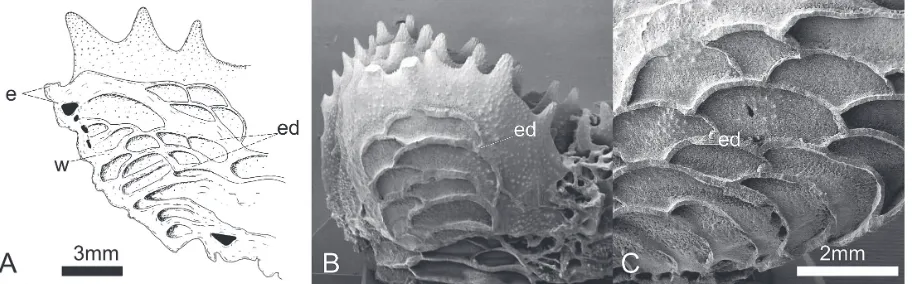Fig. 6. Vesicular endotheca: A) longitudinal section of the periphery of a calice of Parascolymia vitiensis (modified from Chevalier, 1975: Fig