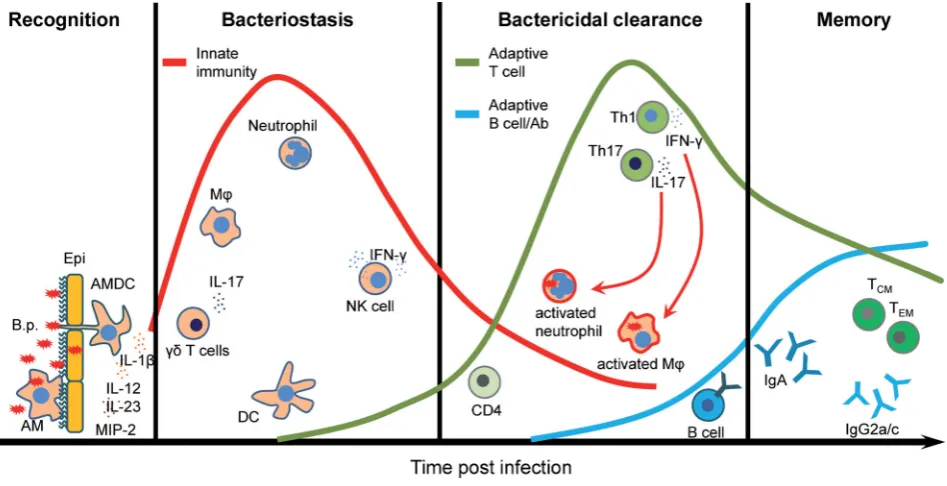 Figure 1. Relative contribution of the cell subtypes to the induction of immune response to B