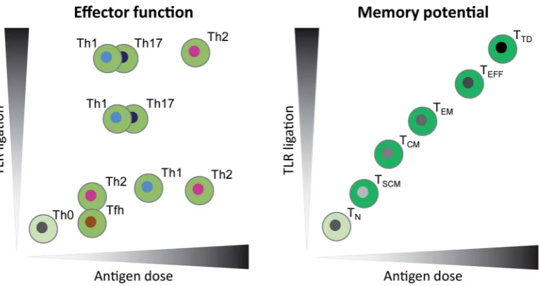 Figure 2. Models for the influence of antigen dose and the strength of TLR ligation on CD42007In vivoTLR ligands, low antigen dose will steer towards Th2 or Tfh cells, while an intermediate dose promotes Th1 cells and a high dose Th2 cells