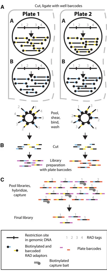 Figure 1 Schematic overview of the new RAD protocol and RAD capture(Rapture) method. (A) RAD tag isolation