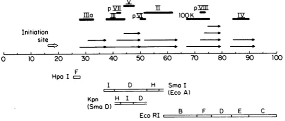 FIG. 5.fromgenome.sizesabove Schematic representation of late adenovirus RNAs generated in region of 27-92 from the adeno Positions of RNAs were derived from data presented in Fig