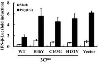 FIG 3 The protease activity of 3Cpro is required to suppress dsRNA-mediatedIFN-� induction