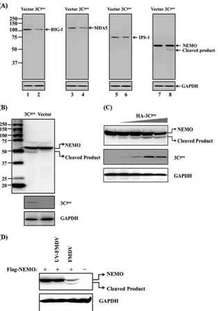 FIG 5 FMDV 3Cwith 1pro cleaves NEMO. (A) PK-15 cells were transfected with Flag-tagged RIG-I, MDA5, IPS-1, or NEMO expression plasmid (2 �g), along �g of plasmid encoding 3Cpro, using Lipofectamine 2000
