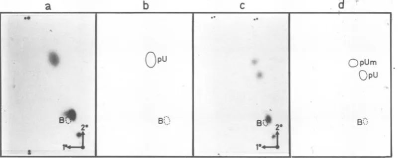 FIG. 2.reference(a) Two-dimensional chromatography on miniplates of PEI-cellulose of a P1 digest of T2 products and 2 (c) and the corresponding diagrams, respectively, (b) and (d), showing the position of relevant1 mononucleotides (revealed under UV light)