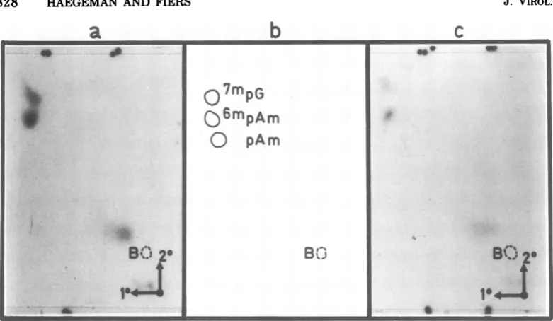 FIG. 3.as(spotsseparationspots,respectively.position internal Nucleotide pyrophosphatase analysis of Pi-resistant cap structures, derived from products 1 and 2 near the dye marker B in Fig