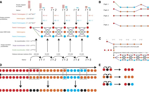 Figure 1 Visual description of the LB-Impute algorithm. (A) Emission probabilities based on allelic depth of coverage and transition probabilities basedcalls are resolved from the consensus of surrounding states
