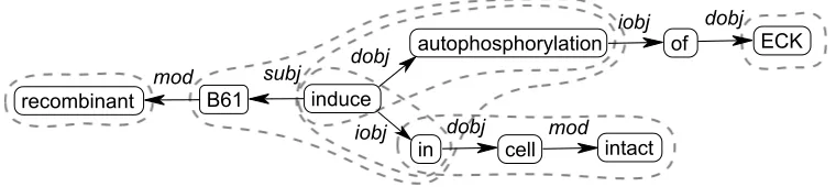 Figure 1: Dependency graph for the sentence: Recombinant B61 induces autophosphorylation of ECK in intact cells.Some interesting fragments are marked by dotted lines.