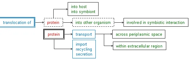 Figure 1: A concise view of 9 GO terms describing Protein Transport. We use the modiﬁed ﬁnite state automaton(FSA) representation given in (Ogren et al., 2005)