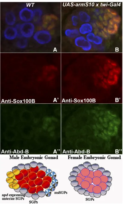 Figure 1 Upregulation of canonicalshow same the embryos as in A and B, respectively. Diagrams at thebottom of themale and female gonads