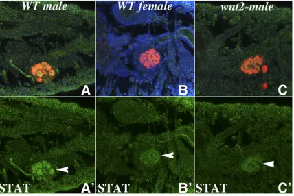 Figure 5 wnt-2(F) Same embryos as in Cfemale germ cells is seen. (C) Stage 15 gonad of theas in A