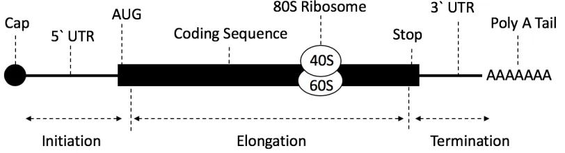 Figure 1.1 Structure of mRNA and process of translation. The mRNA has a  5’ cap made from 