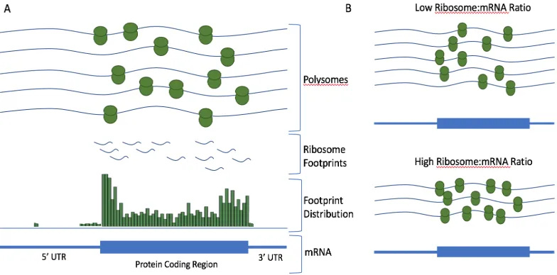 Figure 1.2. (A) Many 80S ribosomes may bind to an mRNA that is selected for increased 
