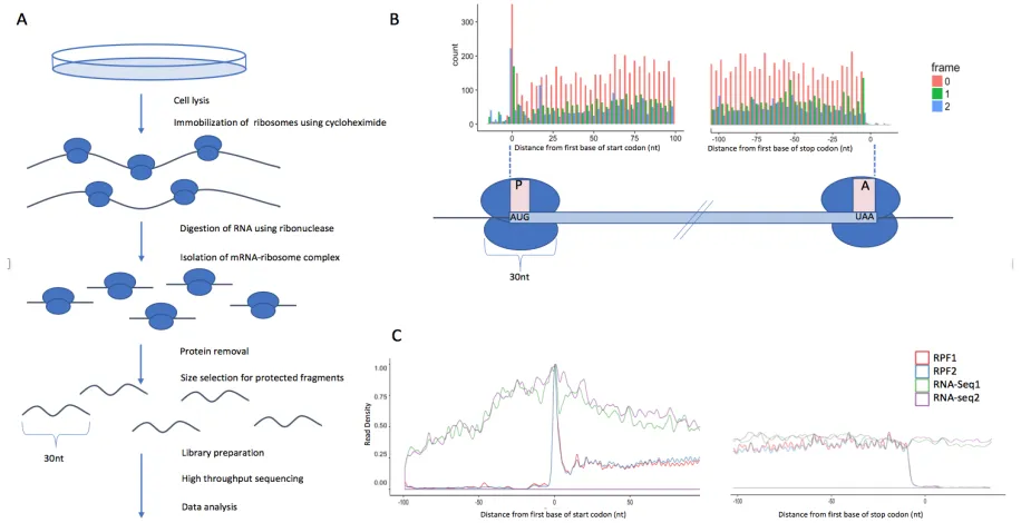 Figure 2.1. Summary of a Ribo-seq experiment and subsequent computational analysis. (A) The 