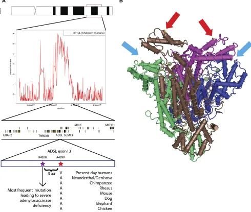 Figure 6 ADSL is a candidate for selection in the modern human lineage, after the split from Neanderthal and Denisova
