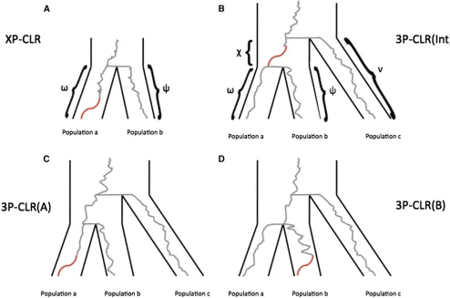 Figure 1 Schematic tree of selective sweeps detected by XP-CLR and 3P-CLR. While XP-CLR can use only two populations (an outgroup and a test) todetect selection (A), 3P-CLR can detect selection in the ancestral branch of two populations [3P-CLR(Int) (B)] o