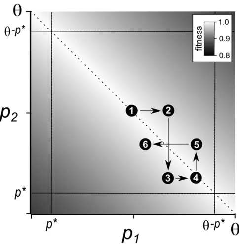Figure 2 Schematic of the coevolution of paralog expression under com-