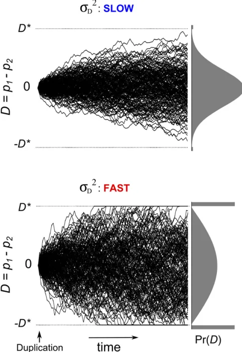 Figure 3 The speed of divergence in the expression of duplicate genes.the diffusion parameterExamples of the evolution of expression difference D (= p1 2 p2) when s2D is small (top) and large (bottom): Each panelshows sample trajectories and the ﬁnal proba