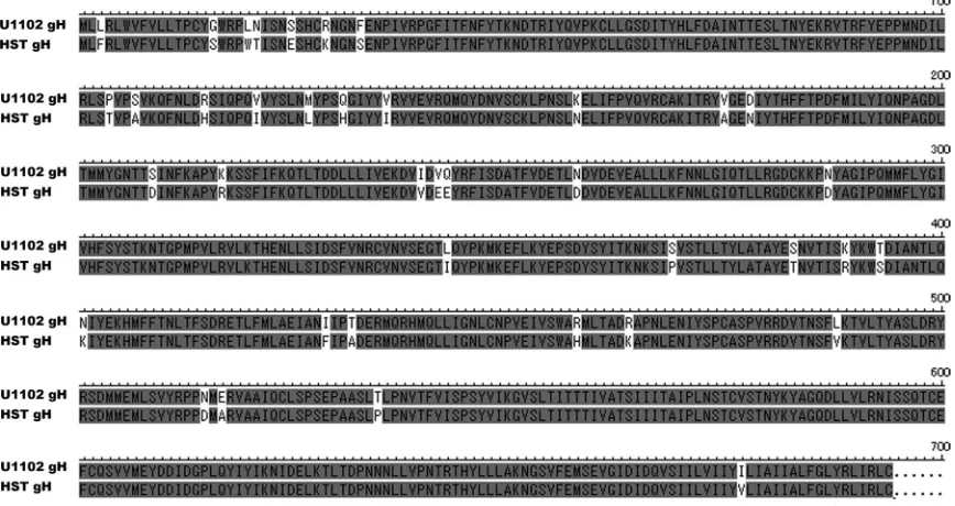 FIG 1 Amino acid sequence (single-letter amino acid code) alignment of HHV-6A and HHV-6B